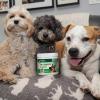 27974-Pre-&-Probiotic_3pups_NATIVE.jpg