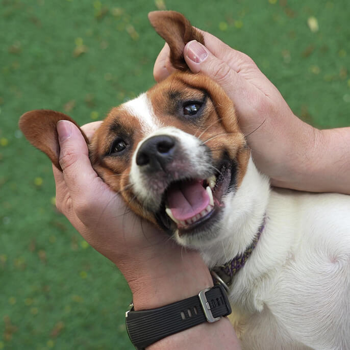 Calming Dog Massage Techniques